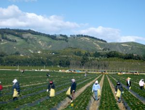 1215802_workers_in_field_6.jpg
