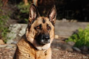 germanshepherd.jpg
